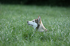 Sibirien Husky Welpe