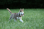 Sibirien Husky Welpe