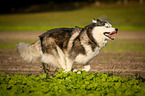 rennender Siberian Husky
