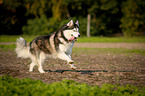 rennender Siberian Husky