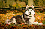 liegender Siberian Husky