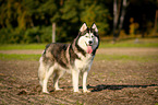 stehender Siberian Husky