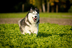 rennender Siberian Husky