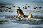 Siberian Husky schwimmt im See