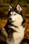 Siberian Husky Portrait