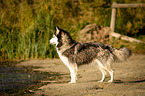 stehender Siberian Husky