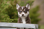 Husky Welpe Portrait