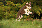 rennender Husky Welpe