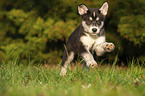 rennender Husky Welpe