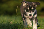 rennender Husky Welpe