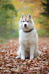 sitzender Siberian Husky