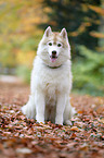 sitzender Siberian Husky