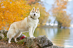 Siberian Husky