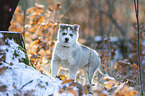 stehender Siberian Husky Welpe