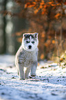 rennender Siberian Husky Welpe