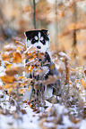 sitzender Siberian Husky Welpe