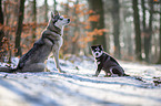 Siberian Huskies