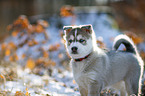 Siberian Husky