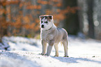 Siberian Husky Welpe