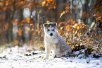 sitzender Siberian Husky Welpe
