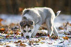 laufender Siberian Husky Welpe