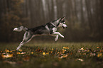 rennender Siberian Husky
