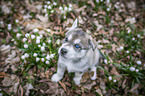 Siberian Husky Welpe