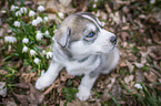 Siberian Husky Welpe