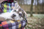 Frau mit Siberian Husky Welpe