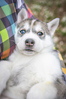 Frau mit Siberian Husky Welpe