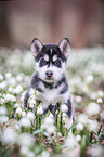 Siberian Husky Welpe