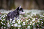 Siberian Husky Welpe