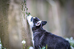 Siberian Husky Welpe