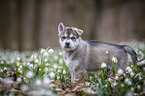 Siberian Husky Welpe