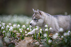 Siberian Husky Welpe