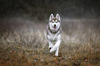 rennender Siberian Husky