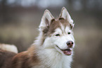 Siberian Husky Portrait