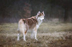 stehende Siberian Husky