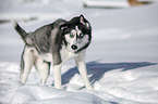 stehender Siberian Husky