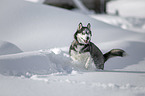 rennender Siberian Husky