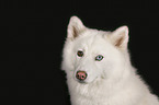 Siberian Husky Portrait