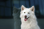 Siberian Husky Portrait