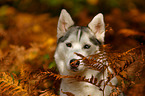 Siberian Husky Portrait