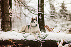 liegender Siberian Husky