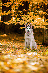 sitzender Siberian Husky