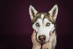 blauugiger Siberian Husky