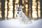 Siberian Husky Welpe