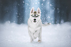 Siberian Husky Welpe