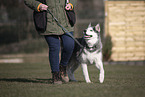 Siberian Husky im Training