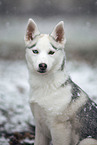 Siberian Husky Welpe